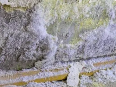 Salpeterbeseitigung Berlin